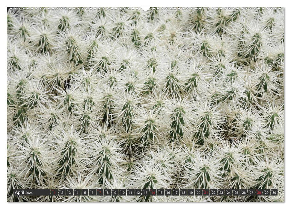 Cacti - surprising plants (CALVENDO Premium Wall Calendar 2024) 