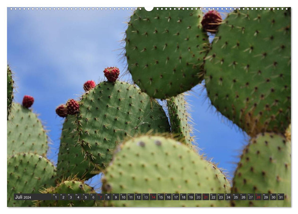 Cacti - surprising plants (CALVENDO Premium Wall Calendar 2024) 
