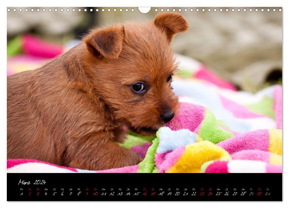 Australian Terrier Puppies (CALVENDO Wall Calendar 2024) 