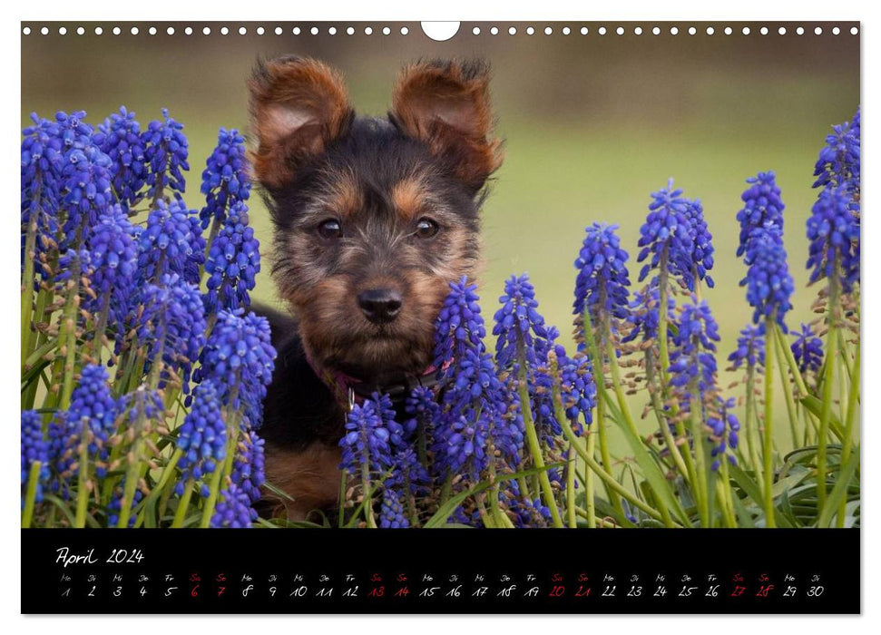 Australian Terrier Puppies (CALVENDO Wall Calendar 2024) 