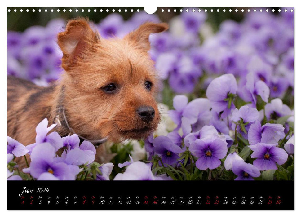 Australian Terrier Welpen (CALVENDO Wandkalender 2024)