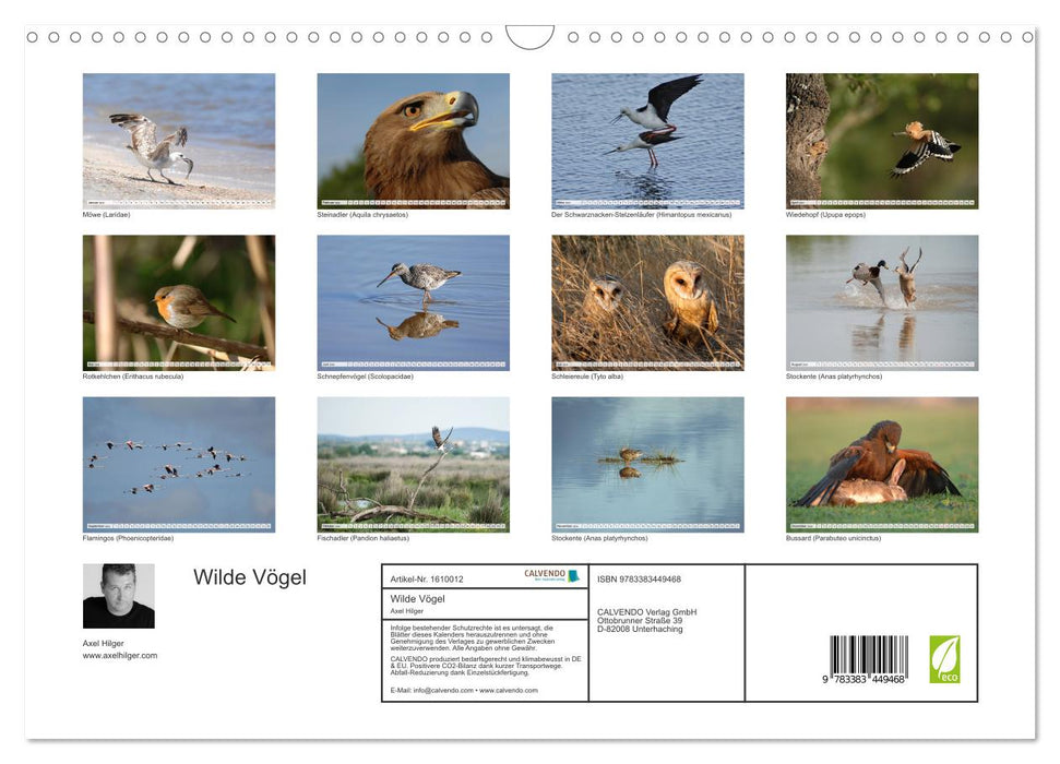 Wilde Vögel (CALVENDO Wandkalender 2024)