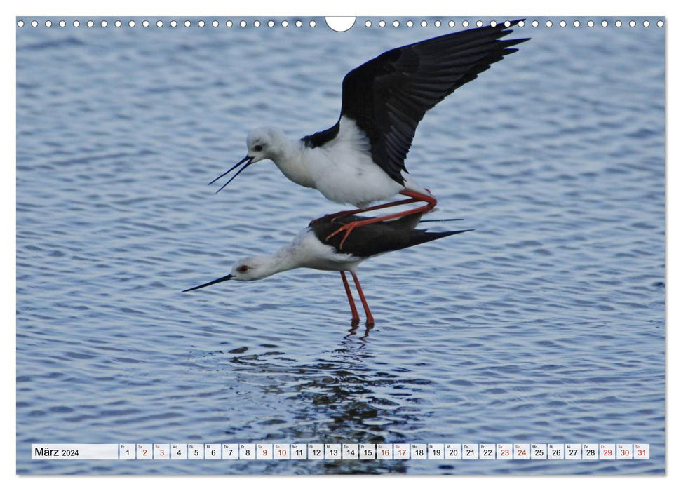 Wild birds (CALVENDO wall calendar 2024) 