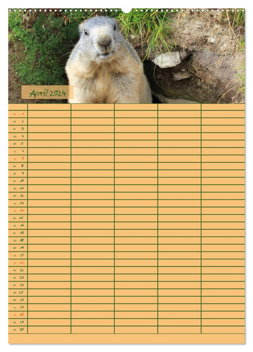 Marmot Day (CALVENDO Premium Wall Calendar 2024) 
