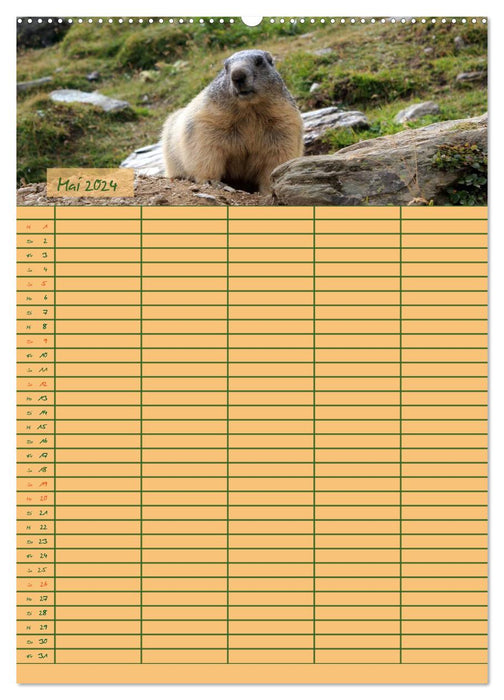 Marmot Day (CALVENDO Premium Wall Calendar 2024) 