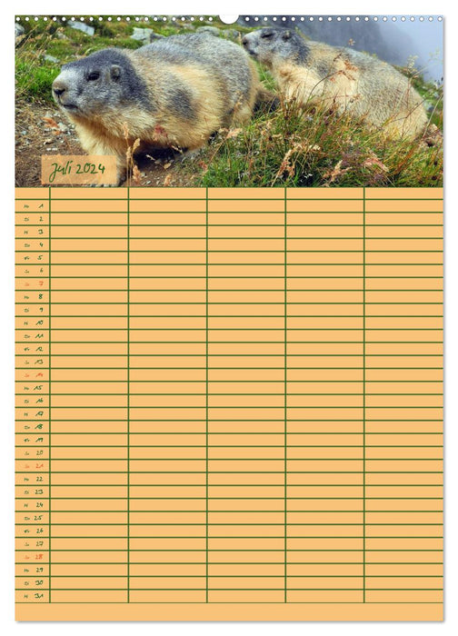 Murmeltiertag (CALVENDO Premium Wandkalender 2024)