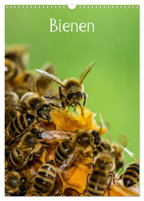 Bees (CALVENDO wall calendar 2024) 