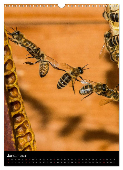 Bees (CALVENDO wall calendar 2024) 
