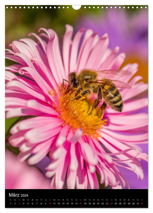 Bienen (CALVENDO Wandkalender 2024)