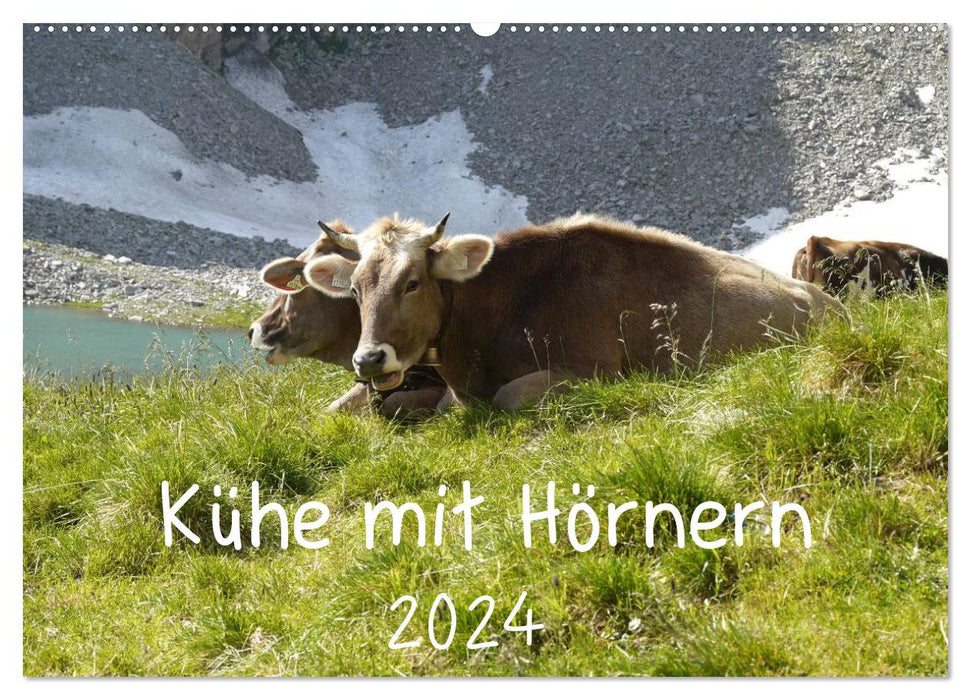 Kühe mit Hörnern (CALVENDO Wandkalender 2024)