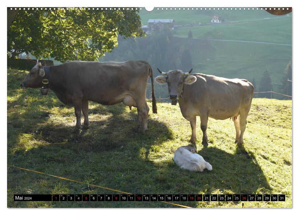 Kühe mit Hörnern (CALVENDO Wandkalender 2024)