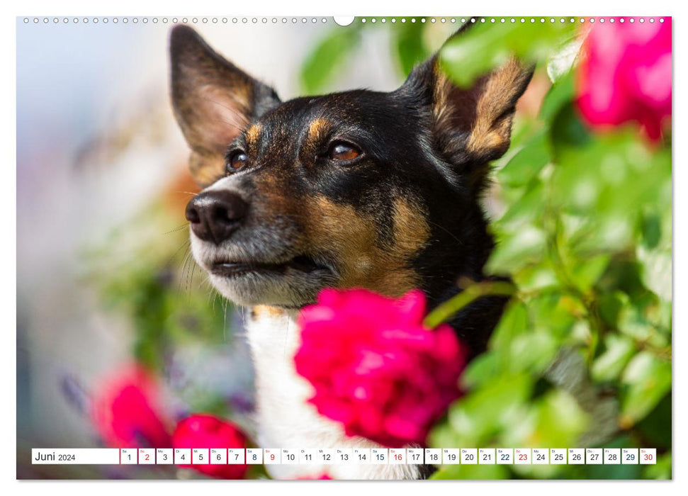 Jack Russell - small but mighty! (CALVENDO Premium Wall Calendar 2024) 