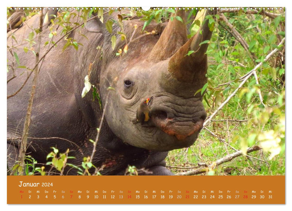 Auge in Auge mit den Tieren Afrikas (CALVENDO Premium Wandkalender 2024)