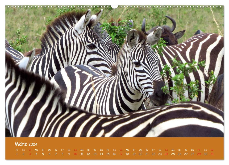 Eye to eye with the animals of Africa (CALVENDO Premium Wall Calendar 2024) 