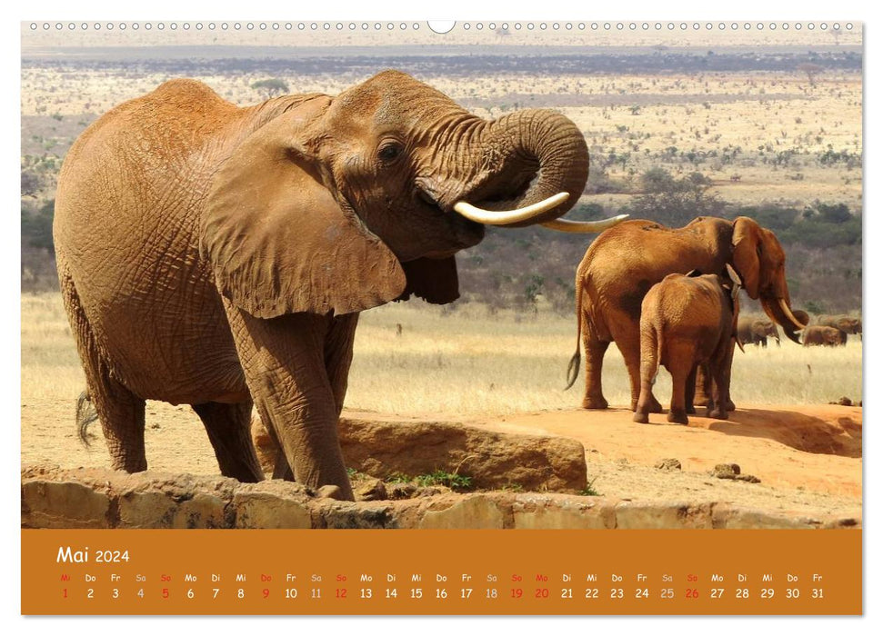 Eye to eye with the animals of Africa (CALVENDO Premium Wall Calendar 2024) 