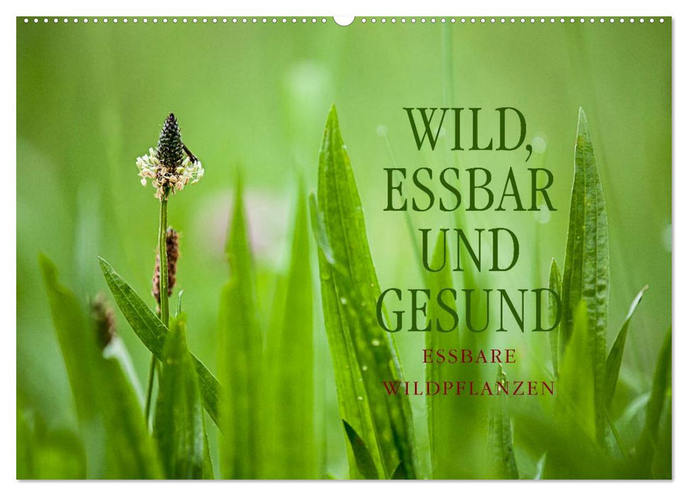 WILD, ESSBAR UND GESUND Essbare Wildpflanzen (CALVENDO Wandkalender 2024)