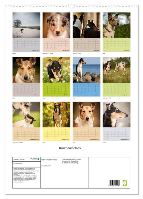 Kurzhaarcollies (CALVENDO Wandkalender 2024)