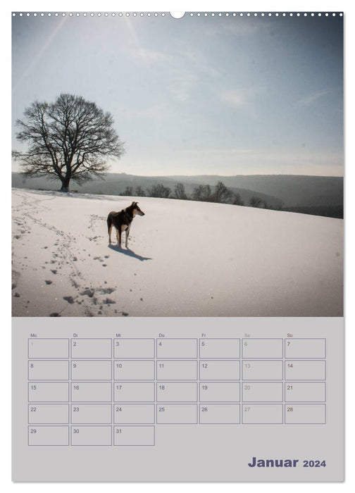 Kurzhaarcollies (CALVENDO Wandkalender 2024)