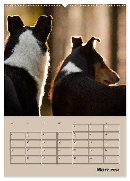 Kurzhaarcollies (CALVENDO Wandkalender 2024)