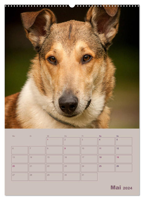 Kurzhaarcollies (CALVENDO Wandkalender 2024)