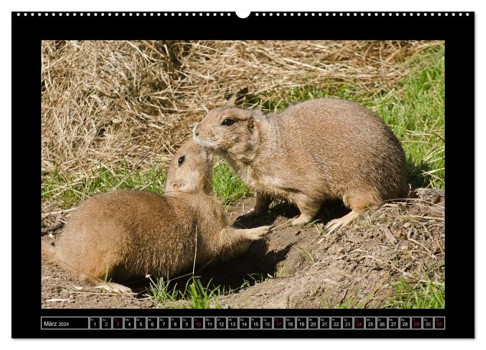 Dresden Zoo Animals 2024 (CALVENDO Premium Wall Calendar 2024) 