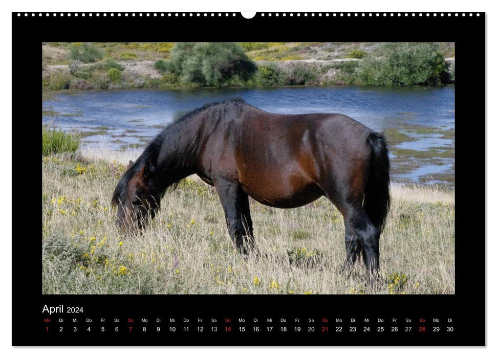 Garranos - Endangered Wild Horses of Europe (CALVENDO Premium Wall Calendar 2024) 