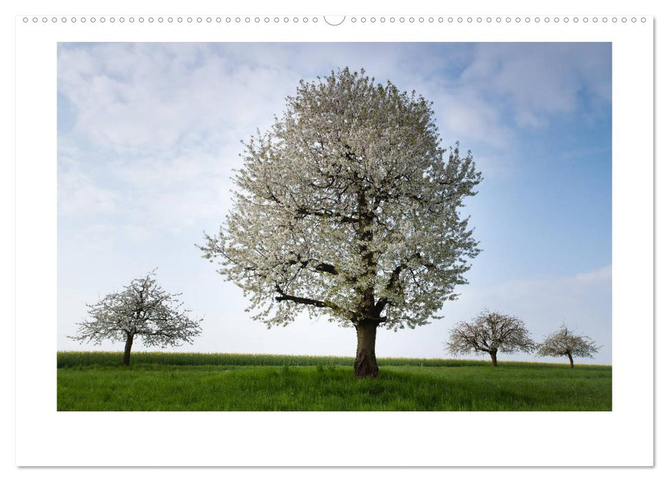 Nature and landscape in Switzerland (CALVENDO Premium Wall Calendar 2024) 