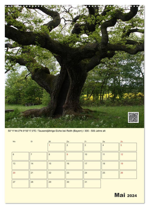Ancient - With QR code and GPS to old trees (CALVENDO Premium Wall Calendar 2024) 