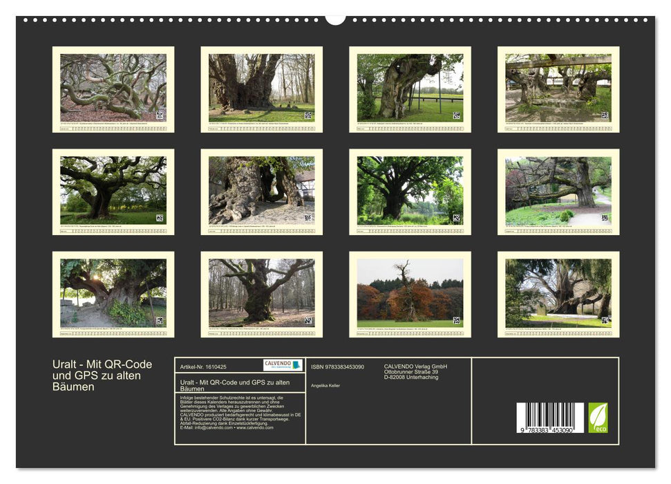 Uralt - Mit QR-Code und GPS zu alten Bäumen (CALVENDO Premium Wandkalender 2024)