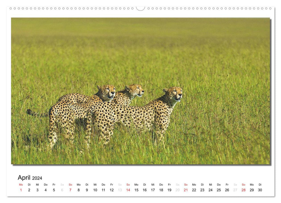 Tiere der Maasai Mara (CALVENDO Premium Wandkalender 2024)