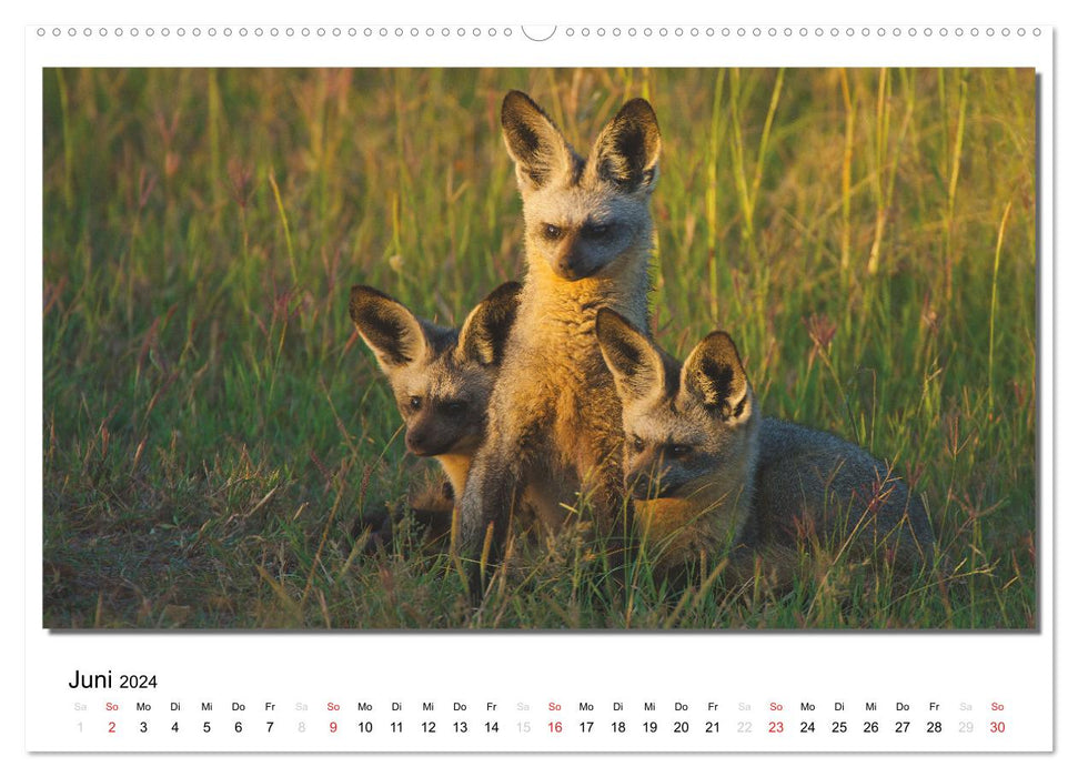 Tiere der Maasai Mara (CALVENDO Premium Wandkalender 2024)