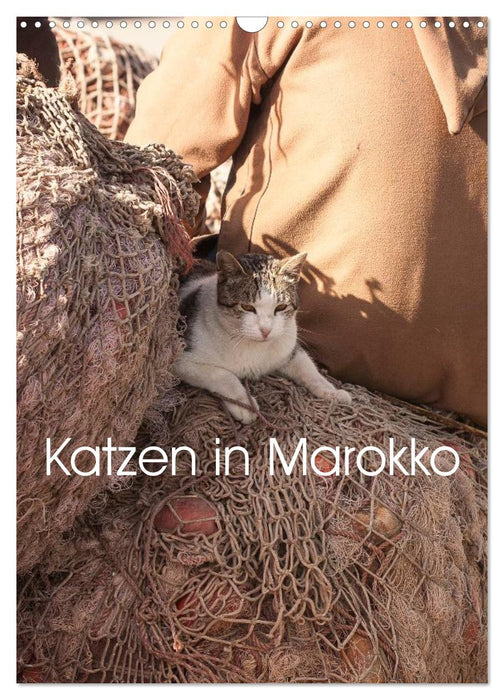 Katzen in Marokko (CALVENDO Wandkalender 2024)