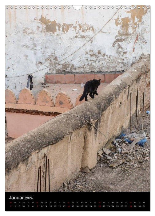 Katzen in Marokko (CALVENDO Wandkalender 2024)