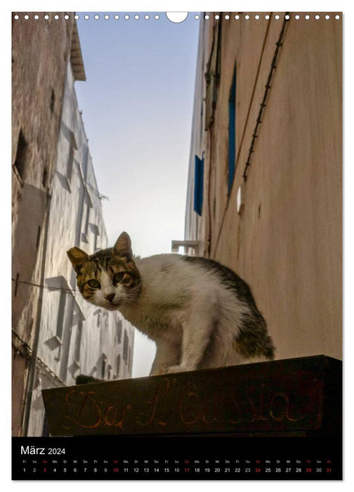 Katzen in Marokko (CALVENDO Wandkalender 2024)