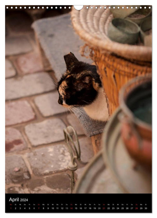 Katzen in Marokko (CALVENDO Wandkalender 2024)