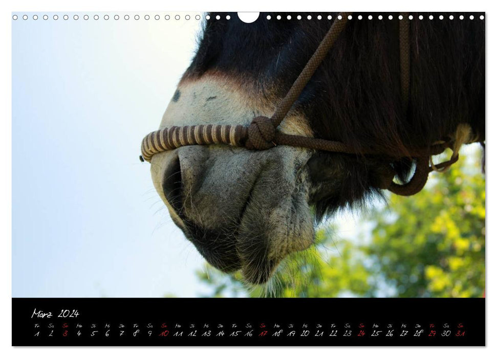Esel - liebenswerte Langohren (CALVENDO Wandkalender 2024)