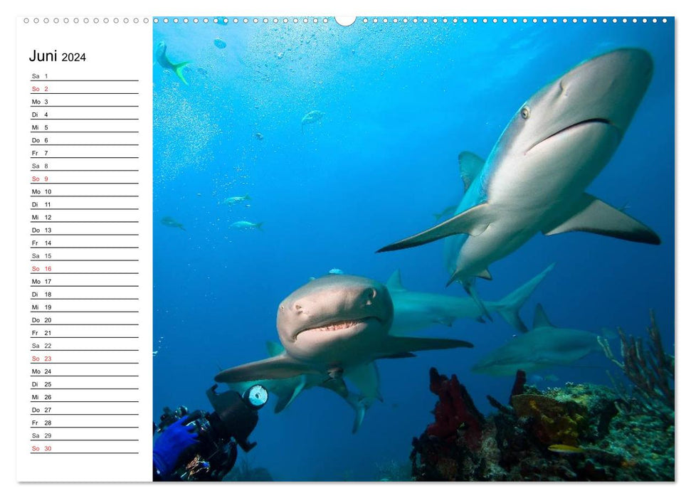 Tauchen - Abenteuer in Neptuns Wunderwelt (CALVENDO Premium Wandkalender 2024)