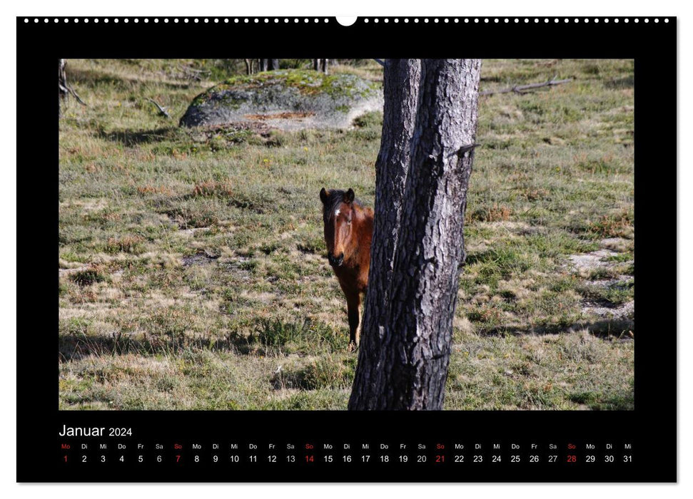 Garranos - Bedrohte Wildpferde Europas (CALVENDO Wandkalender 2024)