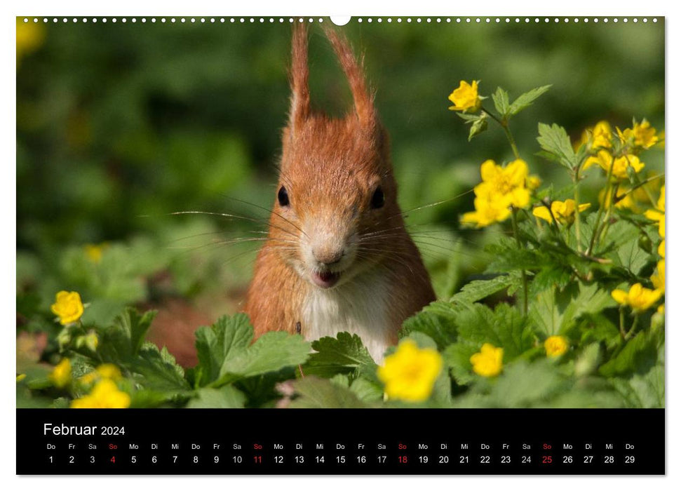 Mit dem Eichhörnchen durchs Jahr (CALVENDO Premium Wandkalender 2024)