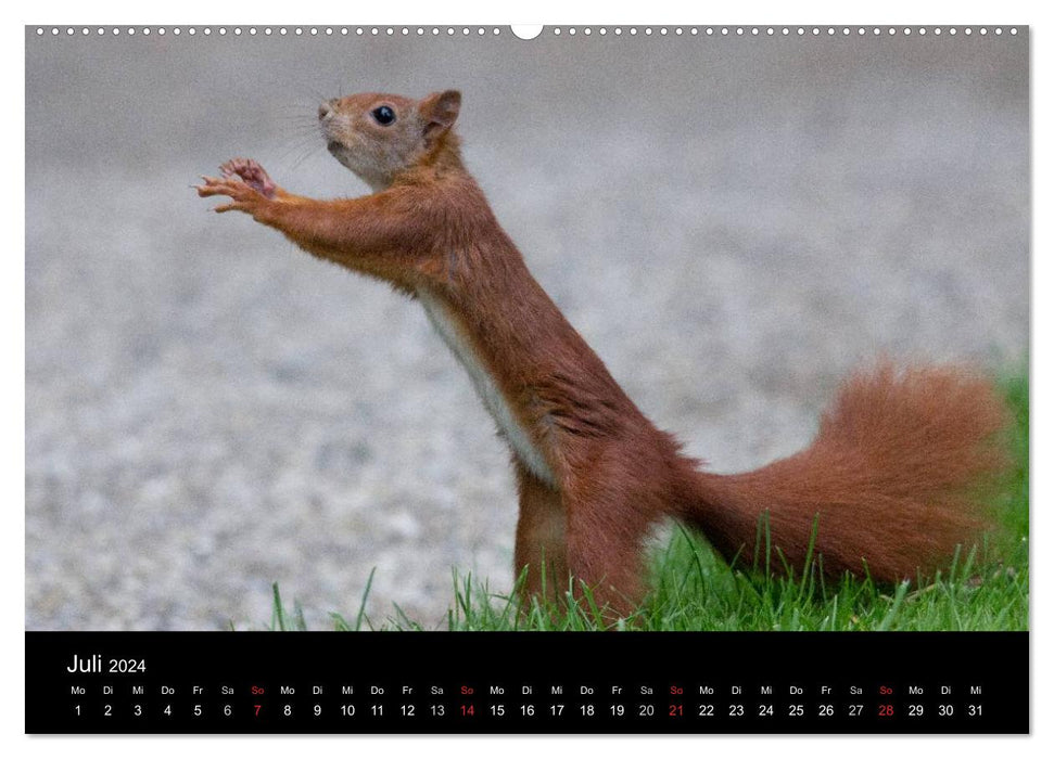 Mit dem Eichhörnchen durchs Jahr (CALVENDO Premium Wandkalender 2024)