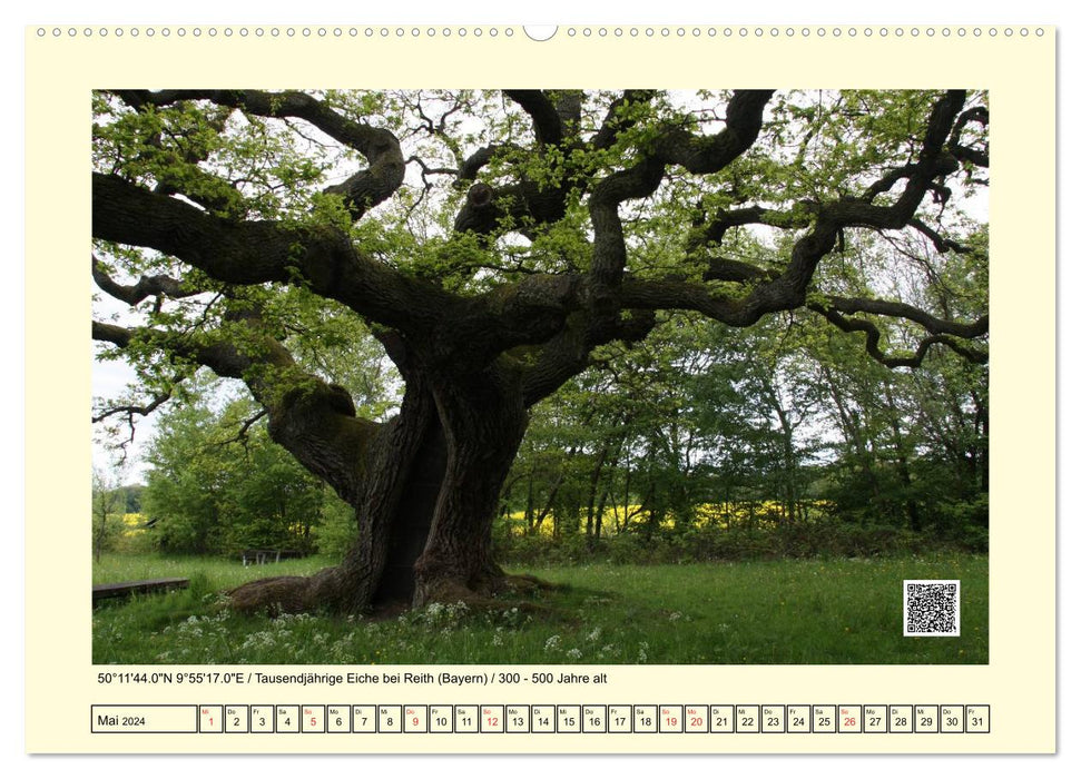 Uralt - Mit QR-Code und GPS zu alten Bäumen (CALVENDO Wandkalender 2024)