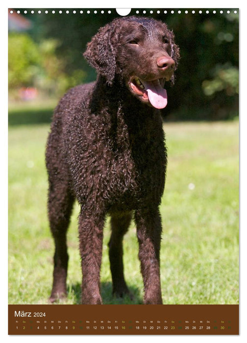 Curly Coated Retriever 2024 (CALVENDO Wandkalender 2024)