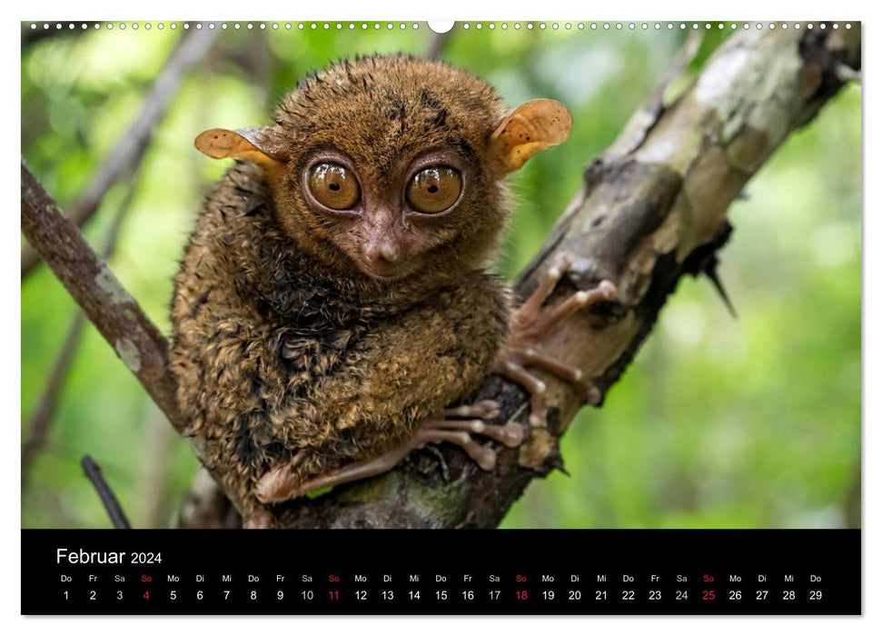 Philippinen - Natur und Fiesta (CALVENDO Wandkalender 2024)