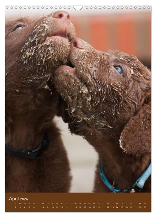 Chesapeake Bay Retriever 2024 (CALVENDO Wandkalender 2024)