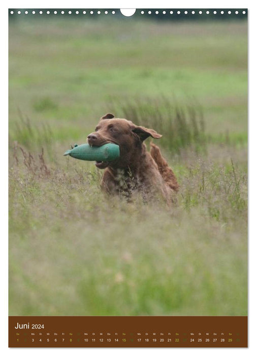 Chesapeake Bay Retriever 2024 (CALVENDO Wandkalender 2024)