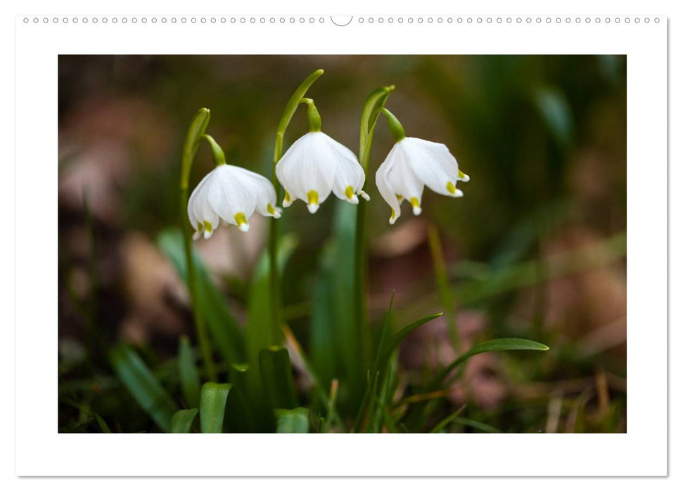 Nature and landscape in Switzerland (CALVENDO wall calendar 2024) 