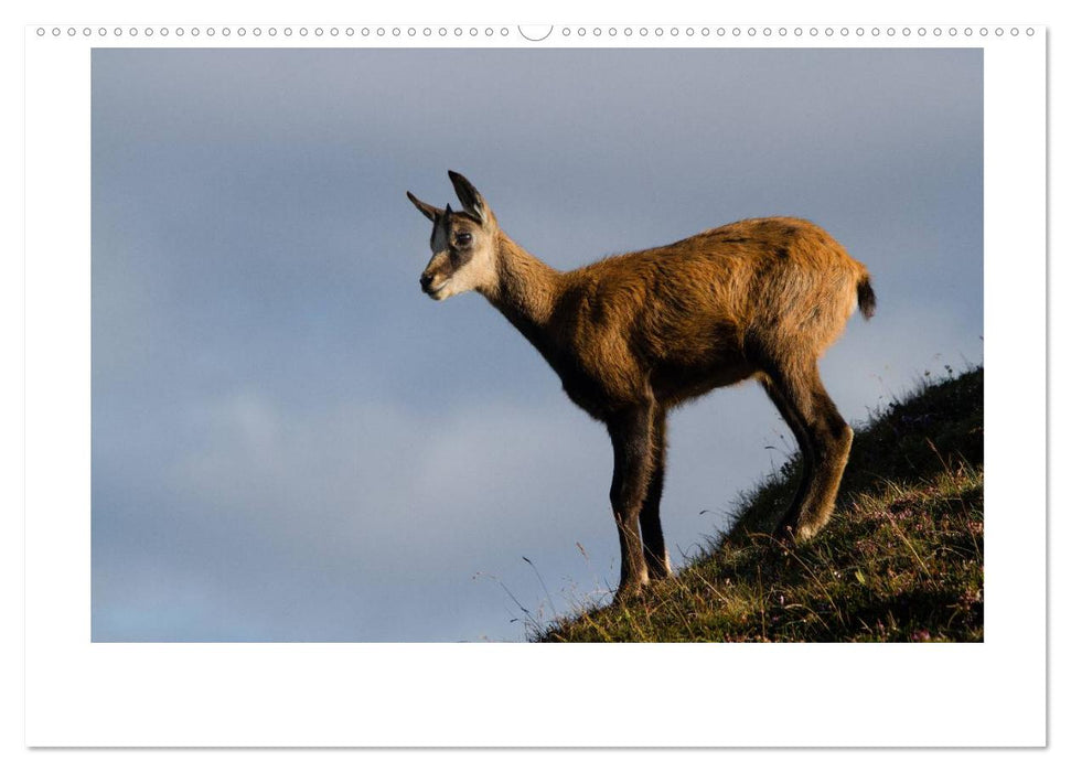 Nature and landscape in Switzerland (CALVENDO wall calendar 2024) 