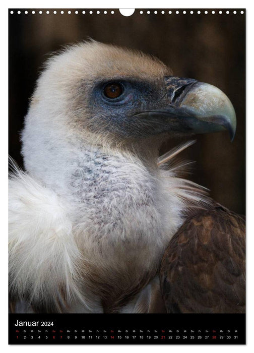 Greifvögel im Portrait (CALVENDO Wandkalender 2024)