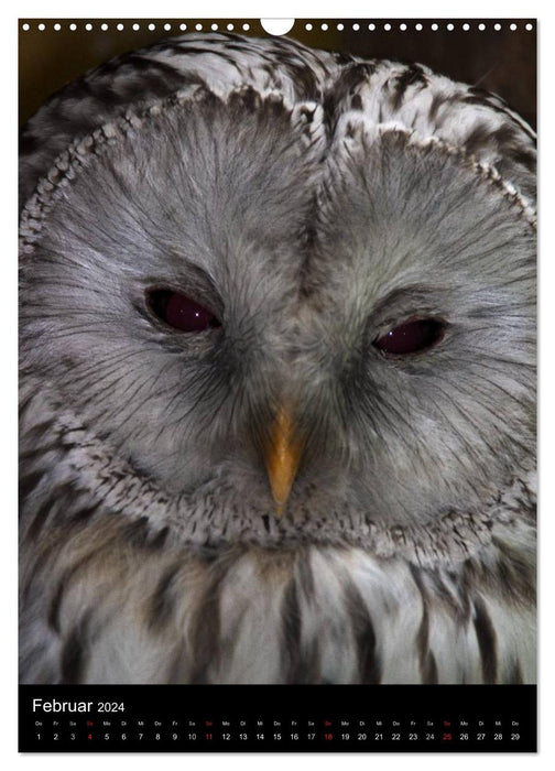 Greifvögel im Portrait (CALVENDO Wandkalender 2024)