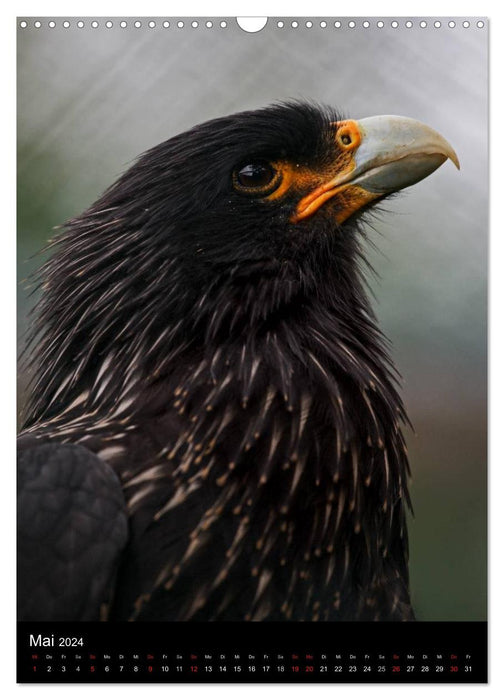 Greifvögel im Portrait (CALVENDO Wandkalender 2024)